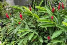 Red-Ginger-plant-growing-wild