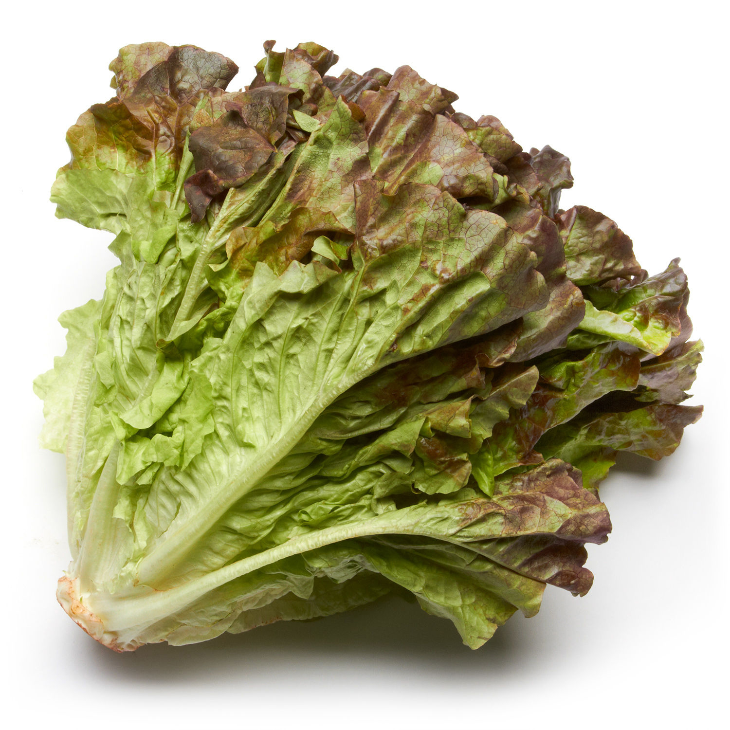Red Leaf Lettuce, Health Benefits and Nutritional Value