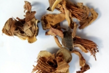 Dried-flower-of-Red-silk-cotton-tree