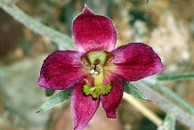 Closer-view-of-flower-of-Rhatany