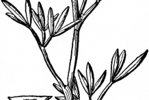 Sketch-of--Rock-Samphire