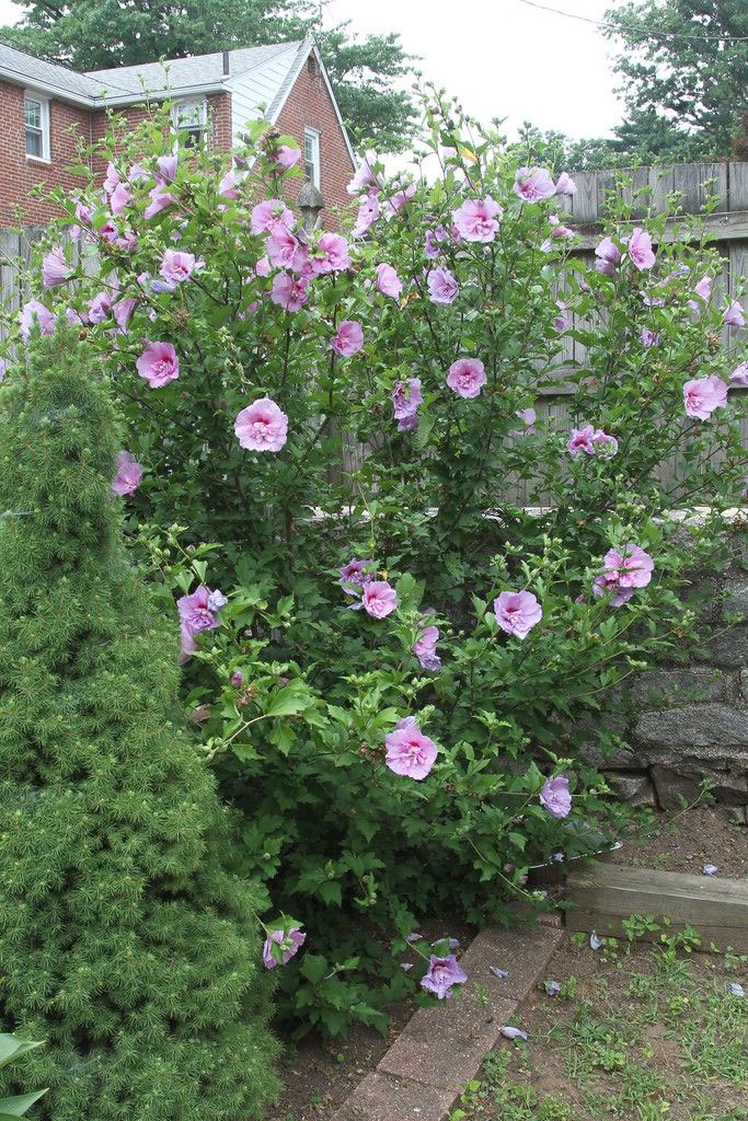 Is Rose Of Sharon Poisonous To Dogs