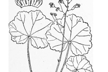 Sketch-of-Roundleaf-alumroot