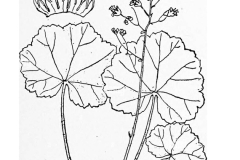 Sketch-of-Roundleaf-alumroot