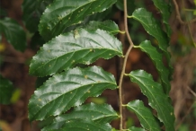 Leaves-of-Rukam