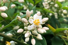 Flowers-and-flowering-buds-of-Sacred-bamboo