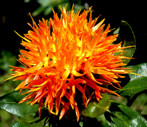 Safflower Facts, Health Benefits and Nutritional Value