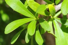 Leaves-of-Saffron-plum