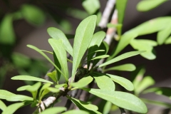 Closer-view-of-leaves-of-Saffron-plum