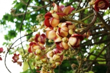 Flower-buds-of-Sal-tree