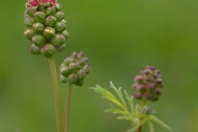 Flowering-buds-of-Salad-Burnet