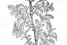 Sketch-of-Salad-burnet