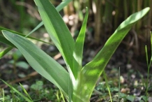 Leaves-of-Salam-panja