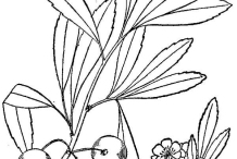 Plant-illustration-of-Sand-cherry