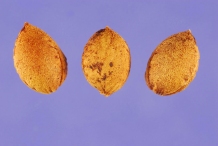 Seeds-of-Sand-cherry