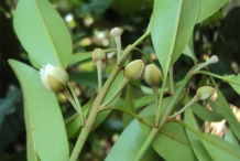 Flower-bud-of-Sapodilla