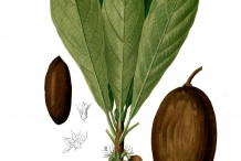 Illustration-of-Sapodilla