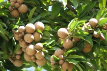 Sapodilla-fruit