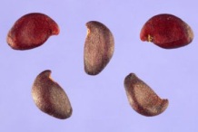 Seeds-of-Saskatoon