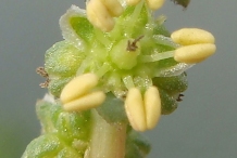 Closer-view-of-flowers-of-Sea-Blite