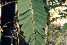 Leaves-of-Sesbania
