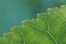 Closer-view of-leaf-margin-of-Shagbark-hickory