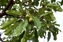 Leaves-of-Shea-butter-plant