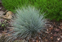 Sheep-fescue-plant