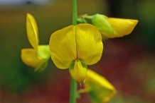 Flower-of-Showy-rattlebox