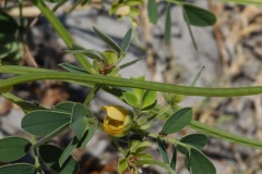 Immature-fruits-of-Sicklepod