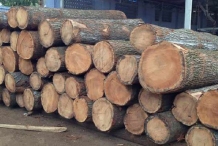 Timber-wood-of-Silk-oak