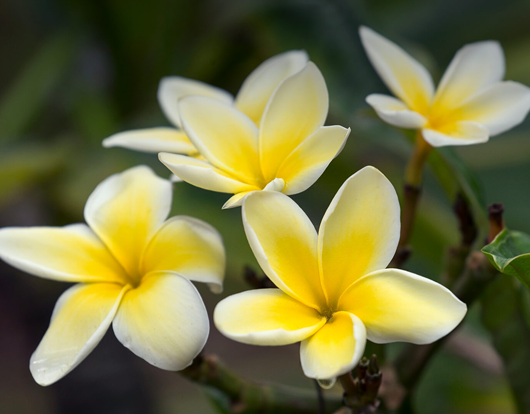 Singapore Plumeria facts and health benefits