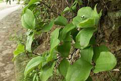 China-Root-plant-growing-wild