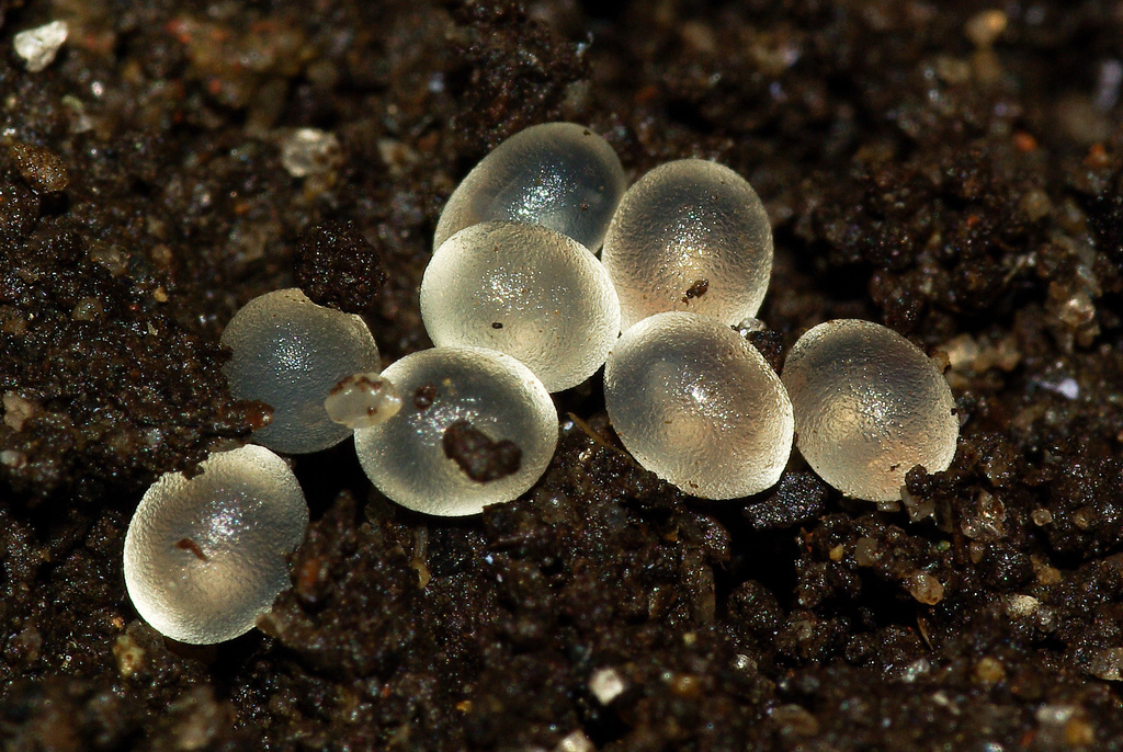 snail eggs