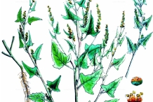 Plant-Illustration-of-Spear-Saltbush