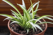 Small-Spider-plant