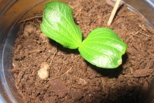 Saplings-of-Spiny-orange