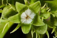 Flower-of-Spiny-orange