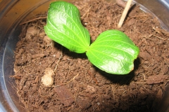 Saplings-of-Spiny-orange