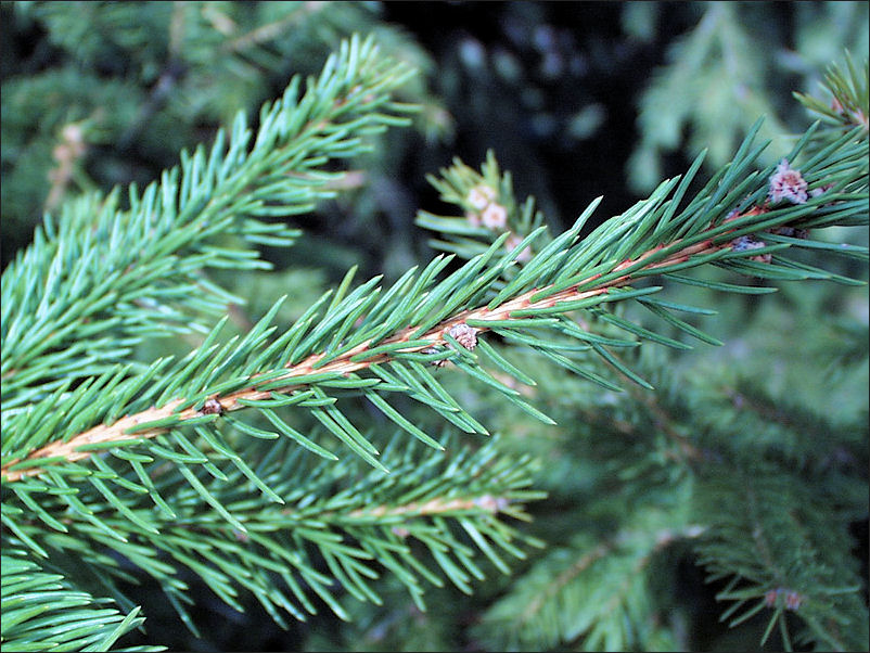 Spruce facts and health benefits
