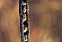 Mature-fruits-of-Stinking-Cassia