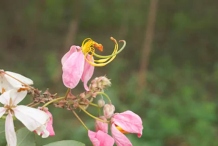 Flowers-of-Stinking-Toe-plant