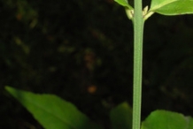 Stem-of-Strawberry-Bush-plant