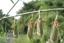 Immature-fruits-of-Sunn-hemp