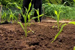 Sweet-corn-plants