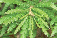 Leaves-of-Sweet-Fern