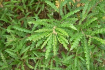 Sweet-Fern-plant-growing-wild