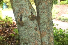 Bark-of-Sweet-olive