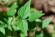 Leaves-of-Tepary-bean