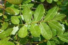 Leaves-of-Terebinth